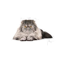 Royal Canin Persian Adult Cat Food